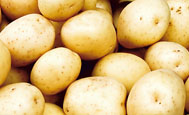 Kartoffeln, Mrz 2008